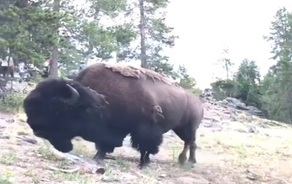 Разъяренный бизон подбросил девочку в воздух - (видео)