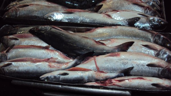 Россия планирует стать крупным мировым производителем и поставщиком рыбной продукции - «Новости дня»