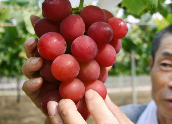Самый дорогой виноград в мире - «Авто новости»