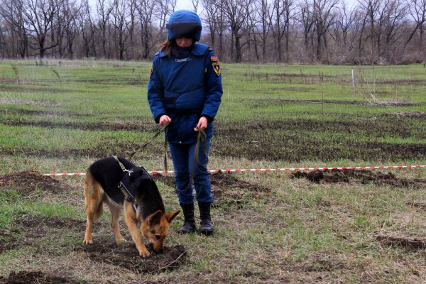 Саперы МЧС ДНР за неделю обезвредили в Республике свыше 40 взрывоопасных предметов – Зарубин