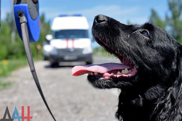 Сотрудники МЧС в Ленинском районе Донецка спасли упавшую в колодец собаку