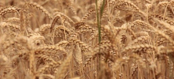 В 2019-20 МГ мировое производство пшеницы составит 763 млн. тонн — прогноз - «Здоровье»