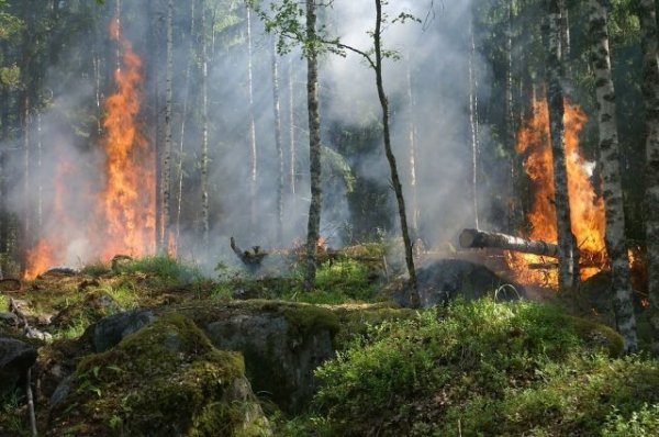 В 47 регионах России объявлен особый противопожарный режим - «Происшествия»