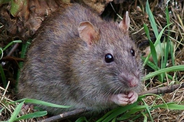 В Барселоне подсчитали крыс, обитающих в канализациях - «Политика»