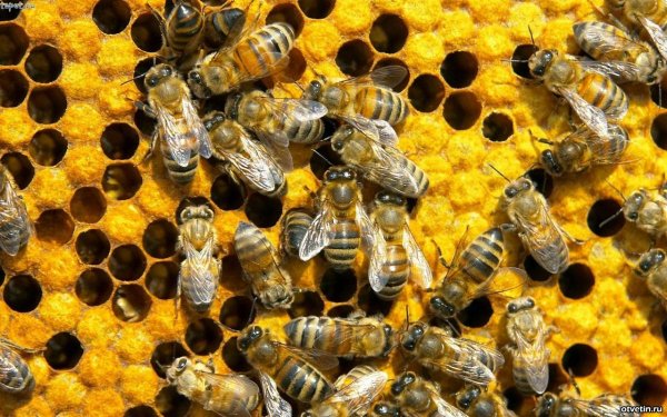 В Башкирии погибают пчелы - «Авто новости»