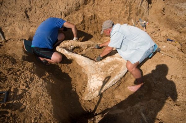 В Бразилии школьник нашел доисторического аллигатора - «Происшествия»