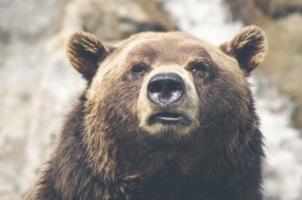 В Ханты-Мансийске медведь напал на сторожа