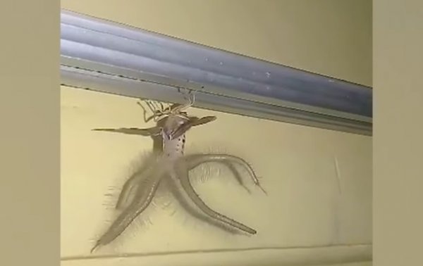 В Индонезии сняли на видео странное насекомое - (видео)