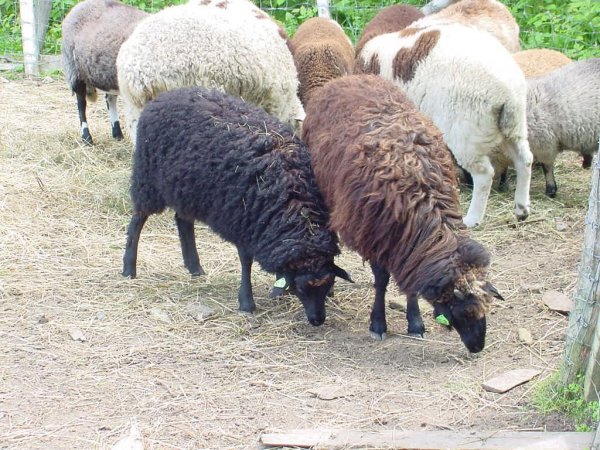 В Казахстане тысячи овец погибли от оспы - «Новости дня»