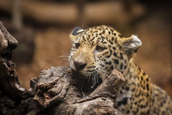 В красноярском зоопарке ягуар вырвался из вольера - «Политика»
