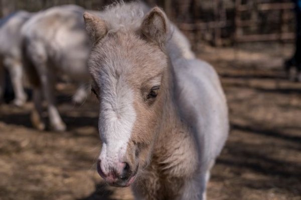 В пензенском зоопарке маленький пони умер от переедания - «Политика»