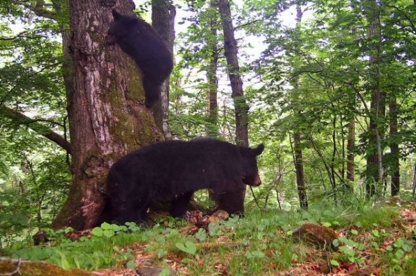 В Приморье забравшийся на дерево медвежонок чуть не упал на ученого - «Политика»