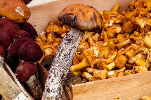 В Роспотребнадзоре дали рекомендации по сбору и приготовлению грибов - «Происшествия»