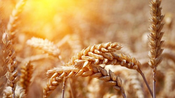 В среду пшеница на обоих континентах развернулась вверх - «Культура»