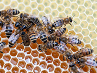 New York Post: в России массово гибнут пчелы - «Новости Дня»