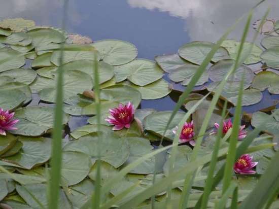 Неземная красота: в Волово завели водяные лилии