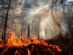 Площадь лесных пожаров в Сибири увеличилась - «Новости дня»
