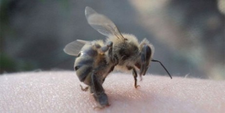 Под Черкассами мужчина умер из-за укуса пчелы - «Происшествия»