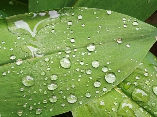 Погода в Туле: проливные дожди не дадут передышки