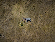 The Mirror (Великобритания): ужасное фото слона, распиленного браконьерами на части - «Общество»