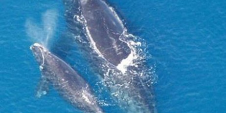 У берегов Канады нашли шесть погибших китов - «Общество»