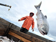 Убивайте их: «русские лососи» вторглись в Норвегию (Dagbladet, Норвегия) - «Общество»