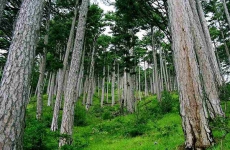Усть-Илимский природоохранный прокурор потребовал от министерства лесного комплекса области обеспечить учет лесов в водоохранной зоне