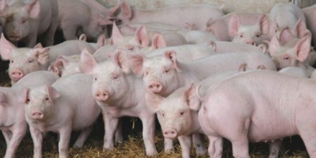 В Болгарии из-за африканской чумы убили 17 тысяч свиней - «Мир»
