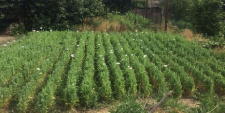 В Херсоне полиция обнаружила наркотическую плантацию при помощи квадрокоптера - «Происшествия»