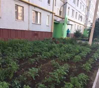 В Киеве у жилого дома на клумбе вместо цветов посадили картошку - «Общество»