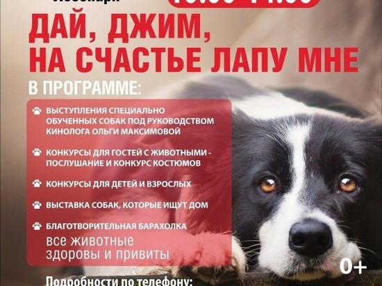 В субботу в Рязани пройдет выставка бездомных собак