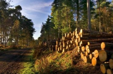 В Тверской области по требованию природоохранного прокурора суд взыскал с организаций плату за использование лесов