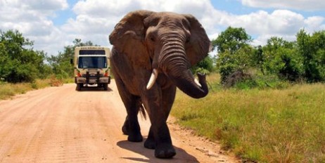 В ЮАР разъяренный слон погнался за туристами (видео) - «Политика»