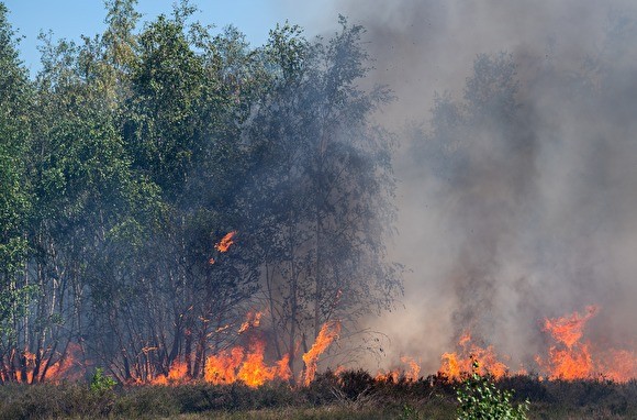 WWF: из-за лесных пожаров Россия может остаться без промыслового леса через 10 лет - «Культура»