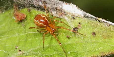 Дослідження: Зміни клімату ведуть до народження агресивних павуків - «Культура»