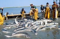 Как изменятся правила любительской рыбалки? | Право | Общество - «Происшествия»