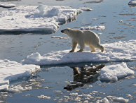 Live Science (США): почему в Арктике так много нефти? - «ЭКОНОМИКА»