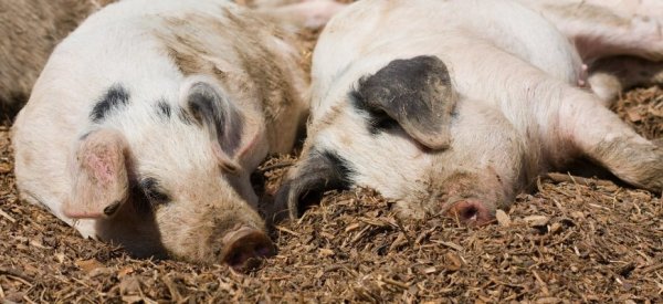 130 тысяч свиней уничтожили в Болгарии из-за вспышки АЧС - «Авто новости»
