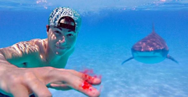 Акула может почуять каплю человеческой крови за несколько километров: миф или реальность - «Спорт»