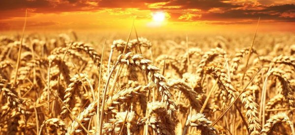 Алжир закупил 570 000 тонн пшеницы на тендере - «Политика»