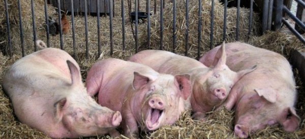 Как скажется АЧС в Китае на мировом рынке свинины - «Происшествия»