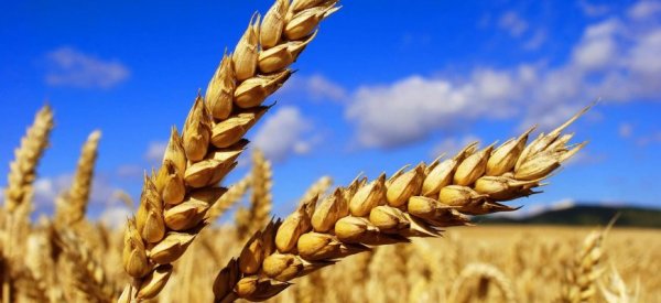 Канада вновь ожидает большой урожай пшеницы - «Авто новости»