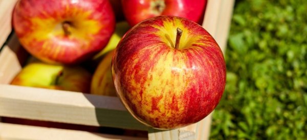 Кубань обещает компенсировать объем запрещенных на ввоз из Китая фруктов - «Здоровье»