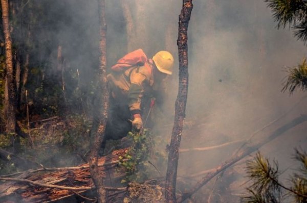 Лес загорелся на Черноморском побережье Краснодарского края | Происшествия - «Происшествия»