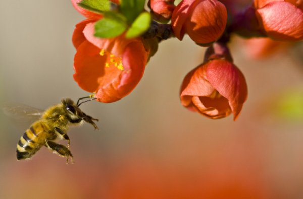 Массовое вымирание пчел в Бразилии - «Общество»