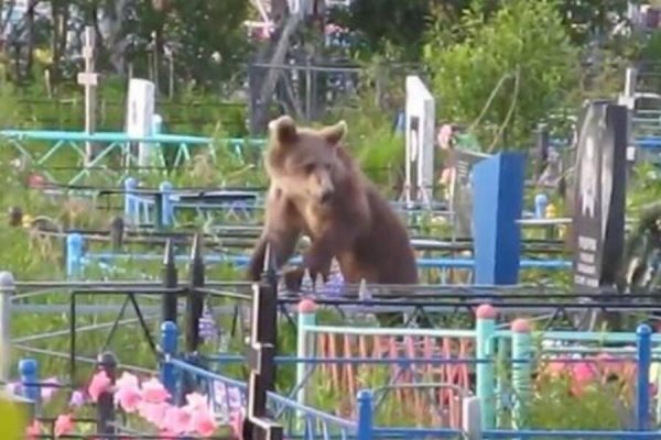 Медведь украл покойного с кладбища и утащил с собой - «Экономика»