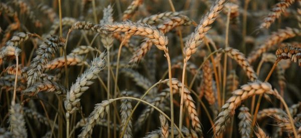 Минсельхоз США понизил прогноз экспорта пшеницы из России до 34 млн тонн - «Происшествия»