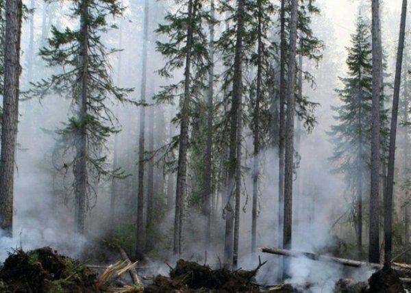 На Дальнем Востоке за сутки сгорело почти 58 тысяч гектаров леса - «Технологии»