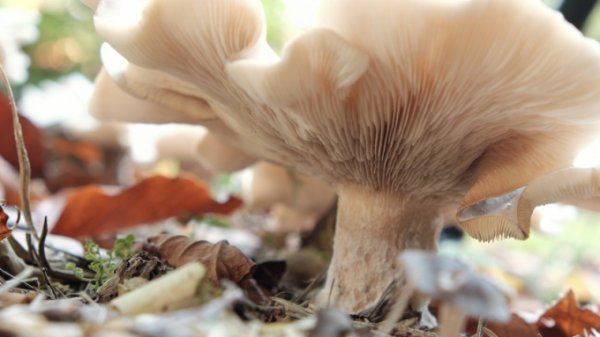 На Южном Урале полицейские ищут гигантский гриб