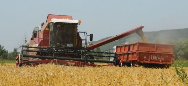 Намолот зерновых в России на миллион тонн выше прошлогоднего - «Спорт»